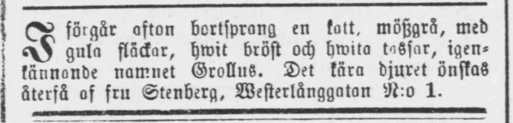 Fru Stenberg efterlyste med den här annonsen sin grå katt Grollus som försvann från Västerlånggatan 1.