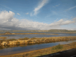 Flamingos in salt marshes in Southern France.