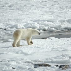 Jääkarhu kävelee jäätiköllä