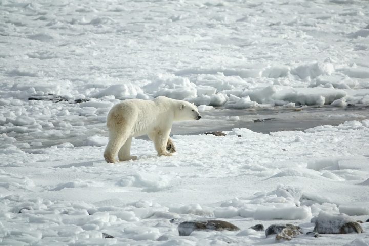 Jääkarhu kävelee jäätiköllä