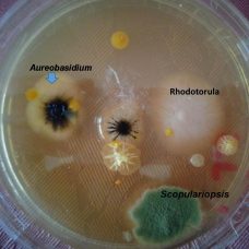 Petrimaljassa erilaisia sisäilmaan vaikuttavia sieniä