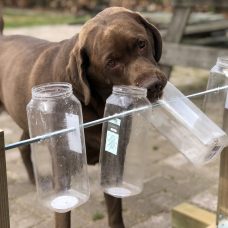Koira nuuhkii läpinäkyviä pulloja