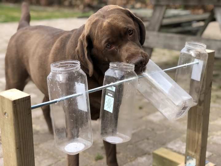Koira nuuhkii läpinäkyviä pulloja