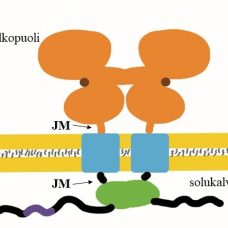 Havainnekuva ErbB4 JM-a CYT1 + JM-a CYT2 -reseptorista