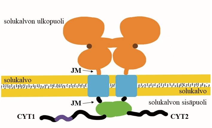 Havainnekuva ErbB4 JM-a CYT1 + JM-a CYT2 -reseptorista