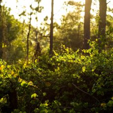 Metsää.