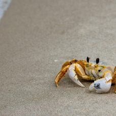 A photo of a crab.