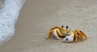 A photo of a crab.