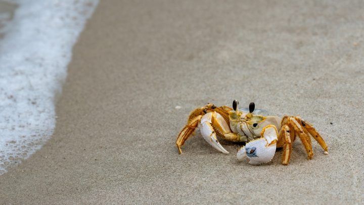 A photo of a crab.