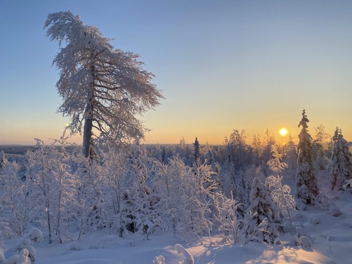 Luminen maisema, jossa puita ja taustalla horisontti ja aurinko.