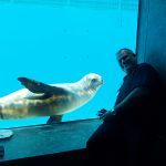 Two sea lions – photo by KSSA