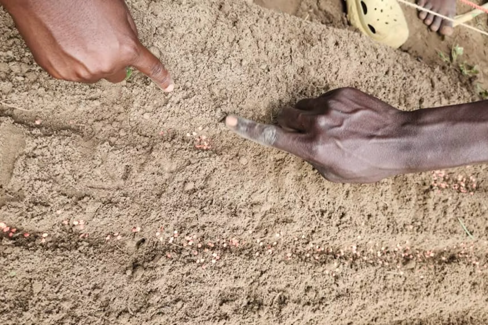 Kaksi kättä osoittaa maahan laitettuja siemeniä