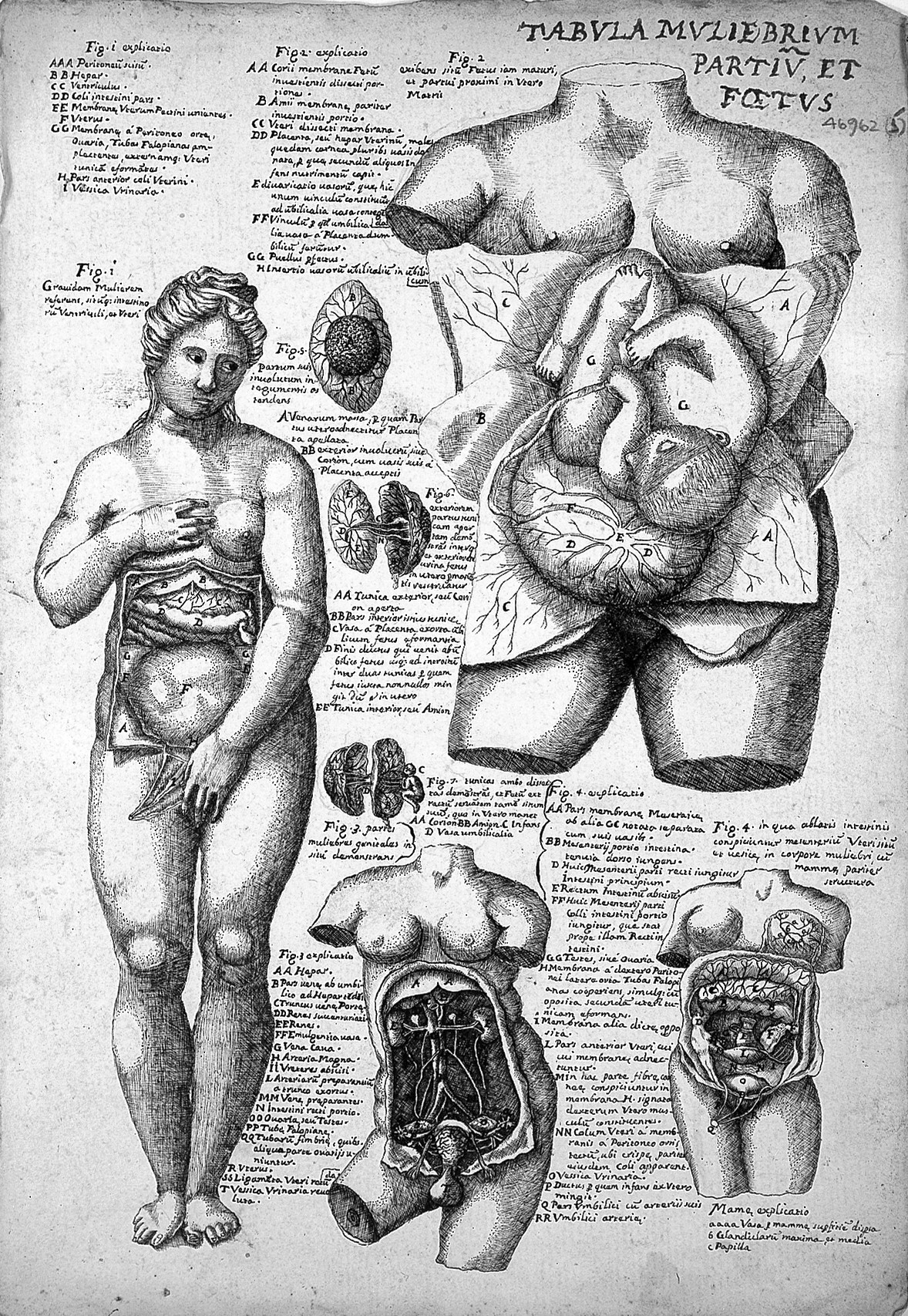 L0011866 Anatomical sketches,Valverde; female anatomy, early 17th c