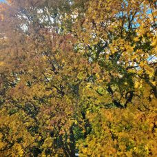 Ruskan väreissä oleva lehtipuu aurinkoisena päivänä.
