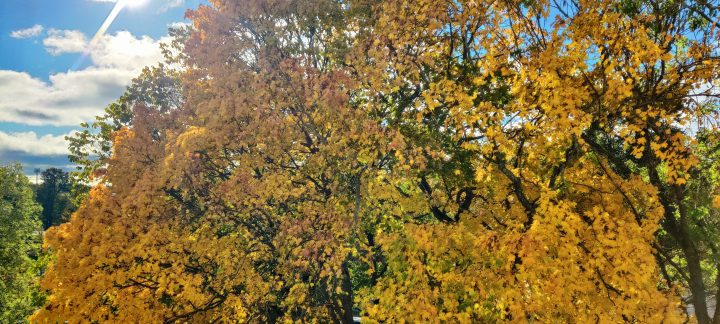 Ruskan väreissä oleva lehtipuu aurinkoisena päivänä.