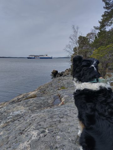 Musta koira istuu kalliolla ja katselee ohi lipuvaa laivaa.