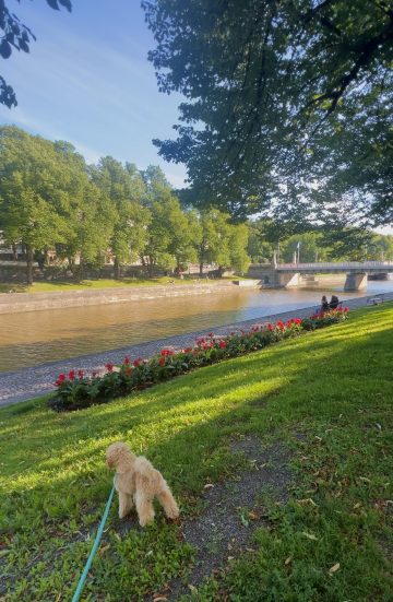Villakoira kesällä Turun jokiranassa. 