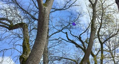 sininen taivas, jossa on puita ja ilmapallo