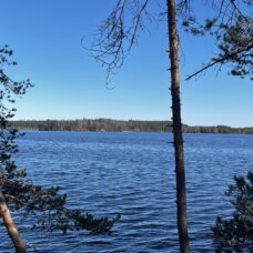 Kaksi mäntyä, joiden takana näkyy vettä ja horisontissa lisää metsää.