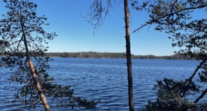 Kaksi mäntyä, joiden takana näkyy vettä ja horisontissa lisää metsää.