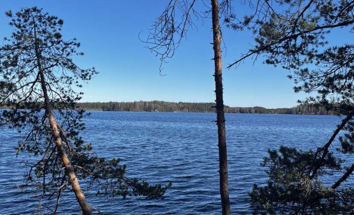 Kaksi mäntyä, joiden takana näkyy vettä ja horisontissa lisää metsää.