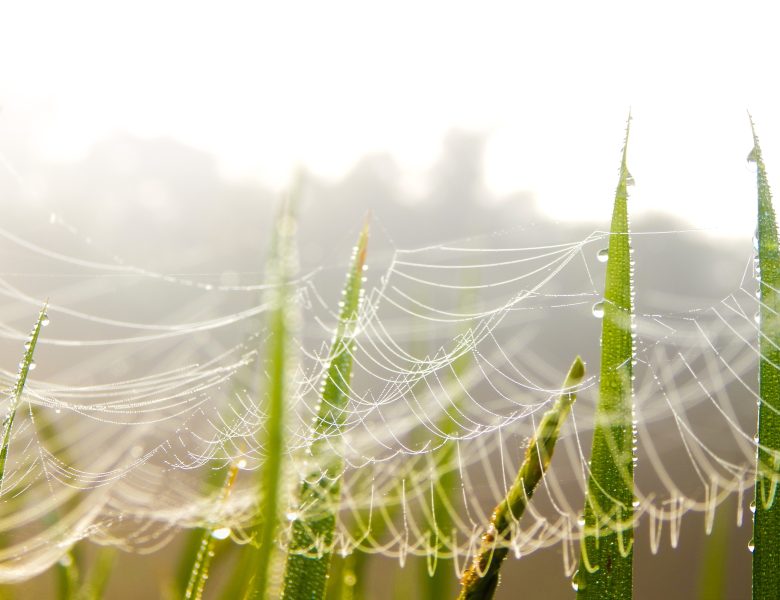 hämähäkin verkko yhdistää ruohonkorret toisiinsa