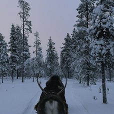 Reindeers in Lapland