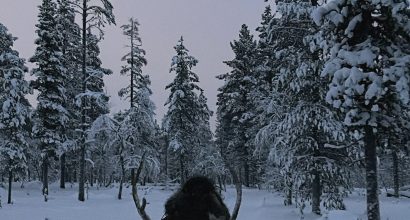 Reindeers in Lapland