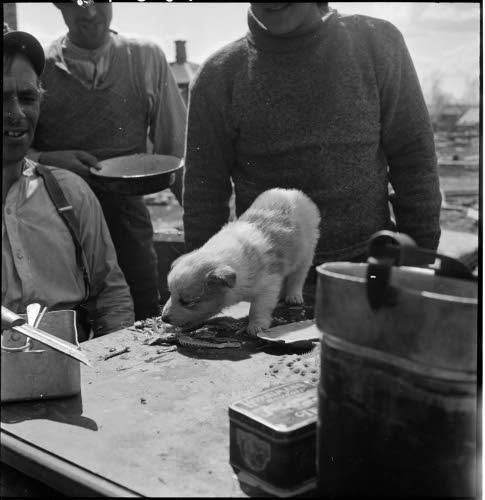Keskellä kuvaa seisoo pöydällä pieni vaalea koiranpentu, joka syö kalanruotoja. Sen ympärillä on kolme suomalaissotilasta, jotka katsovat pentua.