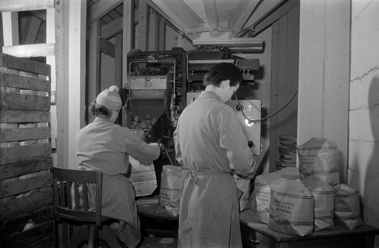 Kaksi työntekijää pussittavat perunoita selin kameraan. Kuvassa on kahdeksan täyttä perunapussia.