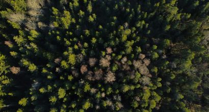 Valokuva metsästä, suoraan ylhäältä otettu.