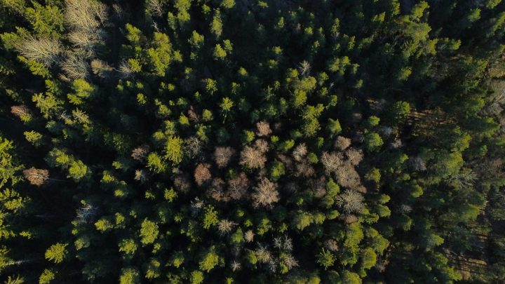 Valokuva metsästä, suoraan ylhäältä otettu.