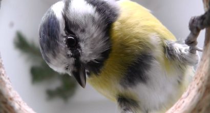 Sinitiainen Elina Mäntylän kuvaamana