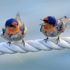 Kaksi värikästä lintua istuu köyden päällä.